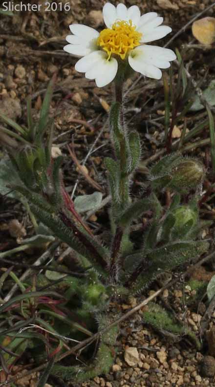 White-daisy Tidytips, White Layia: Layia glandulosa (Synonyms: Layia glandulosa ssp. glandulosa, Layia glandulosa ssp. lutea)