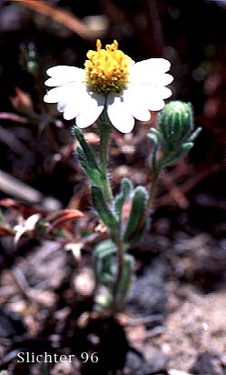 White-daisy Tidytips, White Layia: Layia glandulosa (Synonyms: Layia glandulosa ssp. glandulosa, Layia glandulosa ssp. lutea)