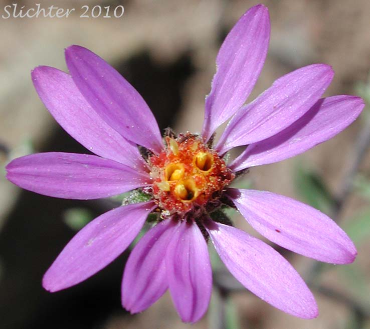 Close-up of the flower head of Hoary-aster, Hoary Aster: Dieteria canescens var. canescens (Synonyms: Aster canescens, Aster shastensis var. glossophyllus, Aster shastensis var. latifolius, Aster canescens var. viscosus, Machaeranthera canescens var. canescens, Machaeranthera canescens ssp. canescens, Machaeranthera shastensis var. glossophylla, Machaeranthera shastensis var. latifolia)
