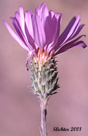 Involucral bracts of Hoary-aster, Hoary Aster, Tall Hoary Aster: Dieteria canescens var. incana (Synonyms: Aster attenuatus, Machaeranthera attenuata, Macheranthera canescens var. incana)