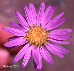 Flower head of Hoary-aster, Hoary Aster, Tall Hoary Aster: Dieteria canescens var. incana (Synonyms: Aster attenuatus, Machaeranthera attenuata, Macheranthera canescens var. incana)