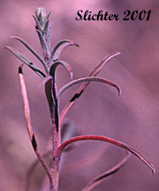 Leaves of Hoary-aster, Hoary Aster, Tall Hoary Aster: Dieteria canescens var. incana (Synonyms: Aster attenuatus, Machaeranthera attenuata, Machaeranthera canescens var. incana)