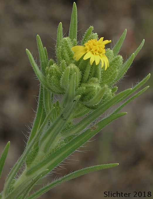 Inflorescenc of Cluster Tarweed, Mountain Tarplant, Mountain Tarweed, Stinking Tarweed: Madia glomerata