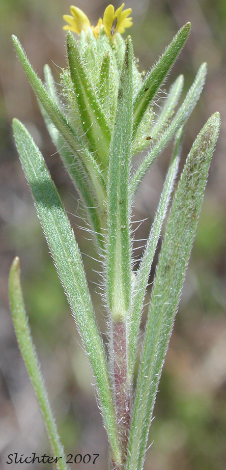 Flower head and upper stem leaves of Cluster Tarweed, Mountain Tarplant, Mountain Tarweed, Stinking Tarweed: Madia glomerata