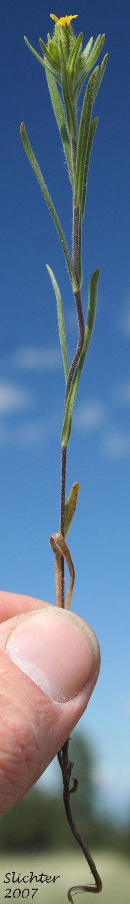 Cluster Tarweed, Mountain Tarplant, Mountain Tarweed, Stinking Tarweed: Madia glomerata