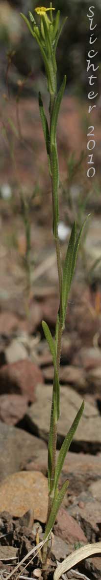 Cluster Tarweed, Mountain Tarplant, Mountain Tarweed, Stinking Tarweed: Madia glomerata