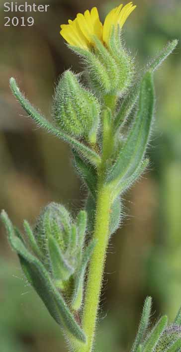 Inflorescence of Common Tarweed, Grassy Tarplant, Grassy Tarweed, Slender Tarweed, Gum-weed: Madia gracilis (Synonyms: Madia dissitiflora, Madia gracilis ssp. gracilis)