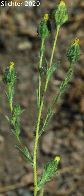 Inflorescence of Common Tarweed, Grassy Tarplant, Grassy Tarweed, Slender Tarweed, Gum-weed: Madia gracilis (Synonyms: Madia dissitiflora, Madia gracilis ssp. gracilis)