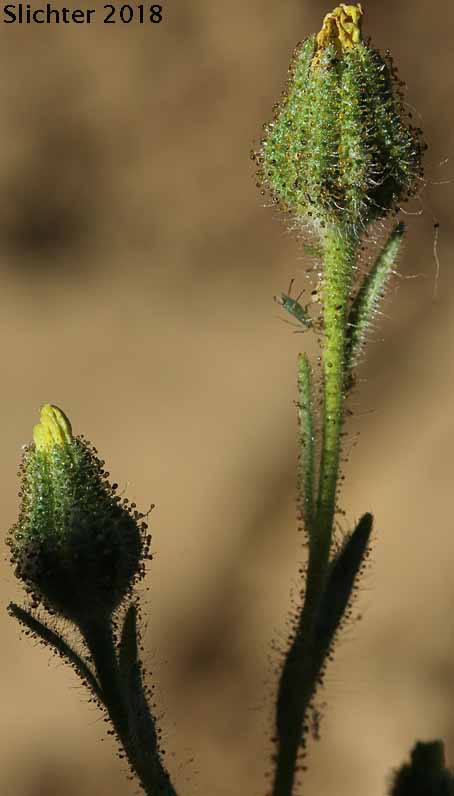Common Tarweed, Grassy Tarplant, Grassy Tarweed, Slender Tarweed, Gum-weed: Madia gracilis (Synonyms: Madia dissitiflora, Madia gracilis ssp. gracilis)