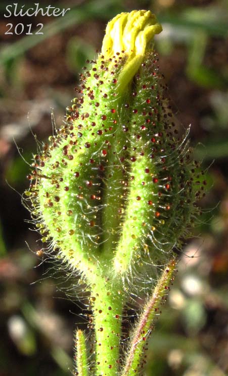 Involucral bracts of Common Tarweed, Grassy Tarplant, Grassy Tarweed, Slender Tarweed, Gum-weed: Madia gracilis (Synonyms: Madia dissitiflora, Madia gracilis ssp. gracilis