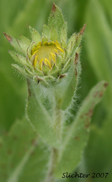 Hairy Goldenweed: Pyrrocoma hirta var. hirta (Synonyms: Haplopappus hirtus ssp. hirtus, Haplopappus hirtus var. hirtus) 