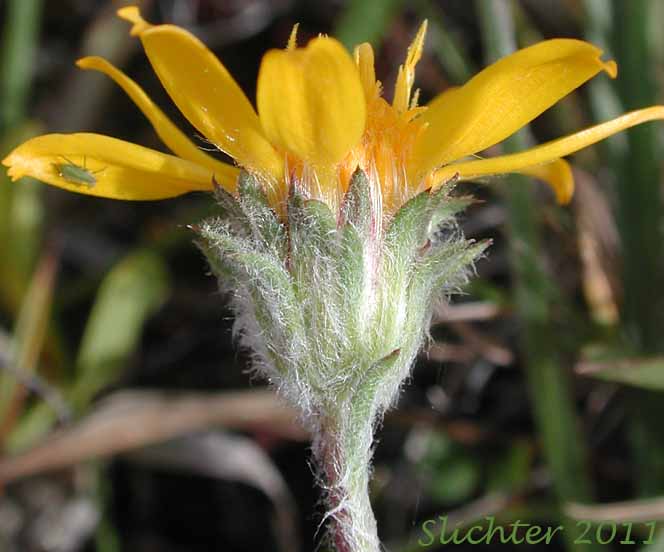 Close-up of the involucral bracts of Howell's Goldenweed, Linear Goldenweed, Narrowleaf Goldenweed: Pyrrocoma howellii (Synonyms: Haplopappus uniflorus ssp. howellii, Haplopappus uniflorus var. howellii, Haplopappus uniflorus ssp. linearis, Pyrrocoma linearis, Pyrrocoma uniflora var. howellii, Pyrrocoma uniflora var. linearis)