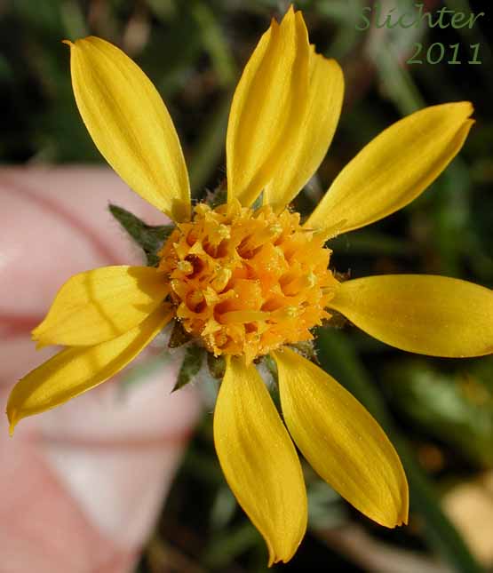 Close-up of the flower head of Howell's Goldenweed, Linear Goldenweed, Narrowleaf Goldenweed: Pyrrocoma howellii (Synonyms: Haplopappus uniflorus ssp. howellii, Haplopappus uniflorus var. howellii, Haplopappus uniflorus ssp. linearis, Pyrrocoma linearis, Pyrrocoma uniflora var. howellii, Pyrrocoma uniflora var. linearis)