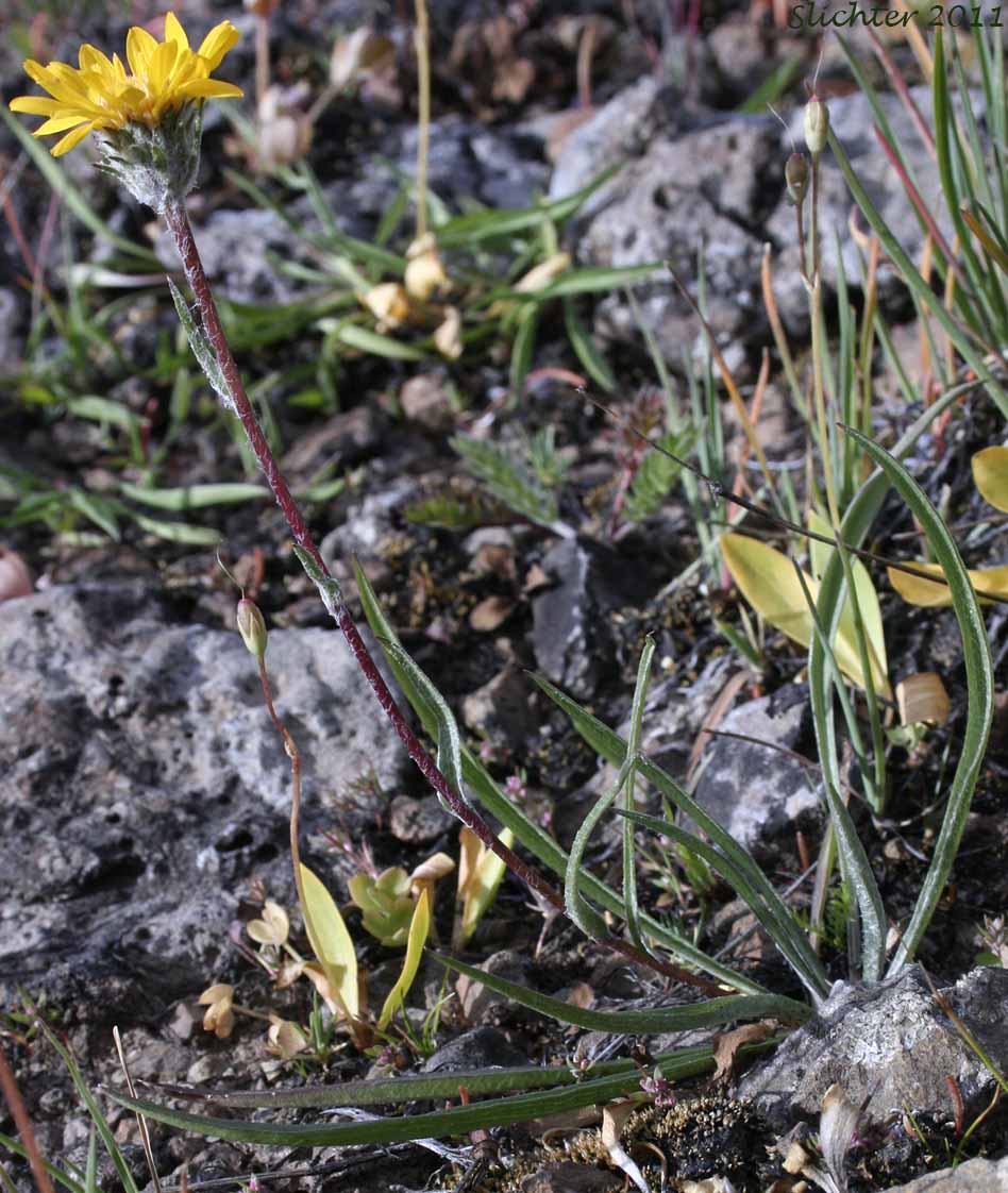 Howell's Goldenweed, Linear Goldenweed, Narrowleaf Goldenweed: Pyrrocoma howellii (Synonyms: Haplopappus uniflorus ssp. howellii, Haplopappus uniflorus var. howellii, Haplopappus uniflorus ssp. linearis, Pyrrocoma linearis, Pyrrocoma uniflora var. howellii, Pyrrocoma uniflora var. linearis)