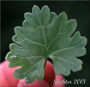 Basal leaf of Bolander's Groundsel, Bolander's Ragwort: Packera bolanderi var. bolanderi (Synonym: Senecio bolanderi var. bolanderi)