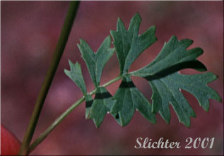 Stem leaf of Bolander's Groundsel, Bolander's Ragwort: Packera bolanderi var. bolanderi (Synonym: Senecio bolanderi var. bolanderi)