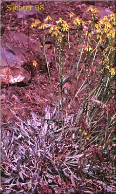 Tall Butterweed, Woolly Butterweed, Woolly Groundsel: Packera cana (Synonyms: Senecio canus, Senecio convallium, Senecio hallii, Senecio hallii var. discoidea, Senecio harbourii, Senecio howellii, Senecio purshianus)