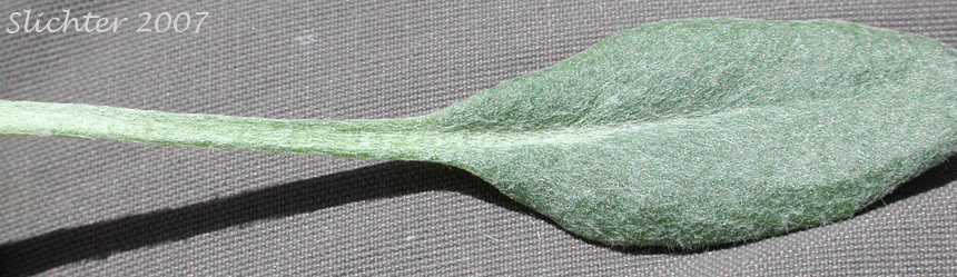 Dorsal surface of a leaf of Tall Butterweed, Woolly Butterweed, Woolly Groundsel: Packera cana (Synonyms: Senecio canus, Senecio convallium, Senecio hallii, Senecio hallii var. discoidea, Senecio harbourii, Senecio howellii, Senecio purshianus)