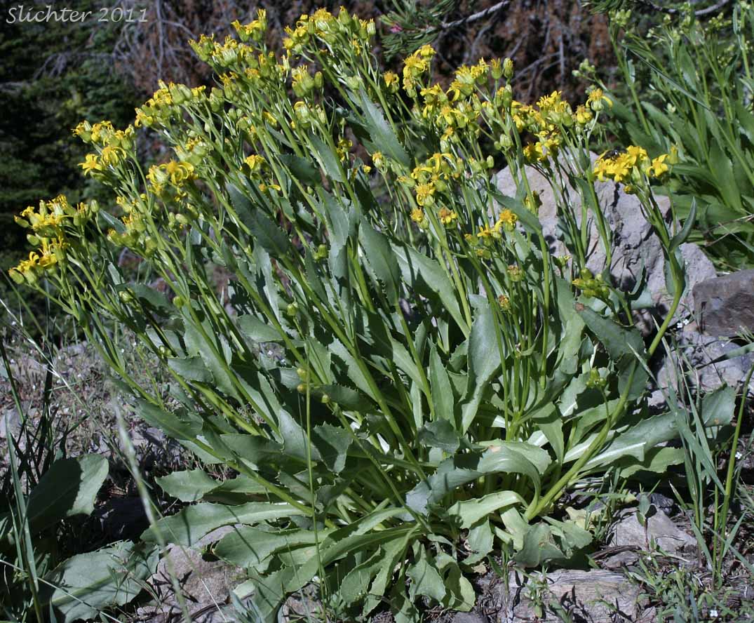 Mountain Meadow Butterweed, Mountain Meadow Groundsel, Thickleaf Ragwort, Thick-leaved Groundsel: Senecio crassulus (Synonym: Senecio crassulus var. cusickii)