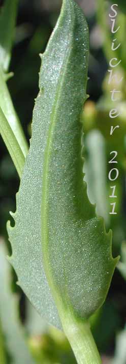 Stem leaf of Mountain Meadow Butterweed, Mountain Meadow Groundsel, Thickleaf Ragwort, Thick-leaved Groundsel: Senecio crassulus (Synonym: Senecio crassulus var. cusickii)