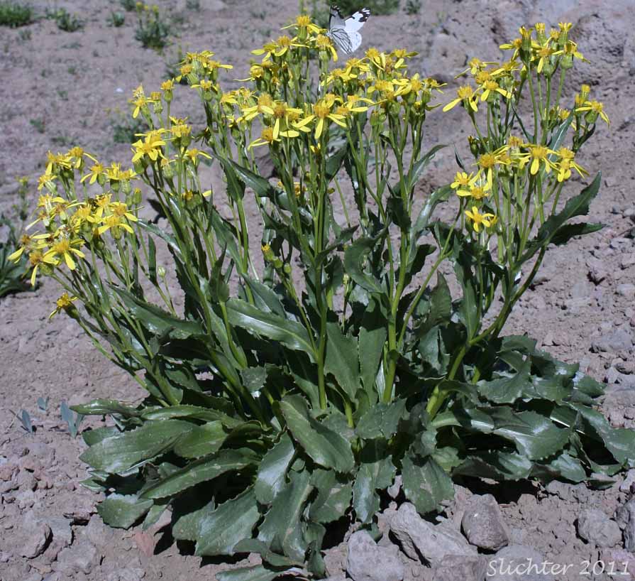 Mountain Meadow Butterweed, Mountain Meadow Groundsel, Thickleaf Ragwort, Thick-leaved Groundsel: Senecio crassulus (Synonym: Senecio crassulus var. cusickii)