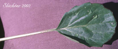 Basal leaf of Alpine Meadow Groundsel, Buek's Groundsel, Cleftleaf Groundsel, Pale Groundsel: Packera subnuda var. subnuda (Synonyms: Packera buekii, Senecio cymbalarioides, Senecio cymbalarioides var. cymbalarioides, Senecio subndus)