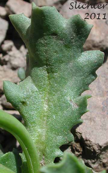 Stem leaf of Dwarf Mountain Ragwort, Dwarf Mountain Groundsel: Senecio fremontii var. fremontii