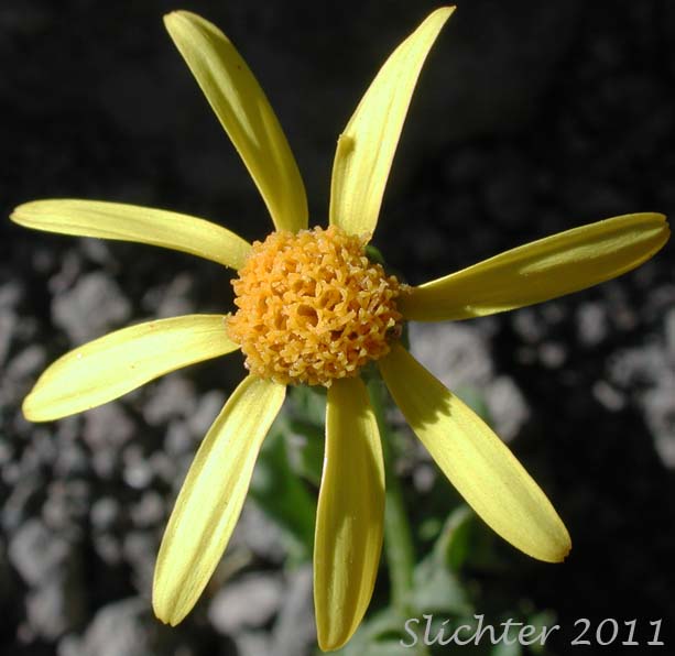 Flower head of Dwarf Mountain Ragwort, Dwarf Mountain Groundsel: Senecio fremontii var. fremontii