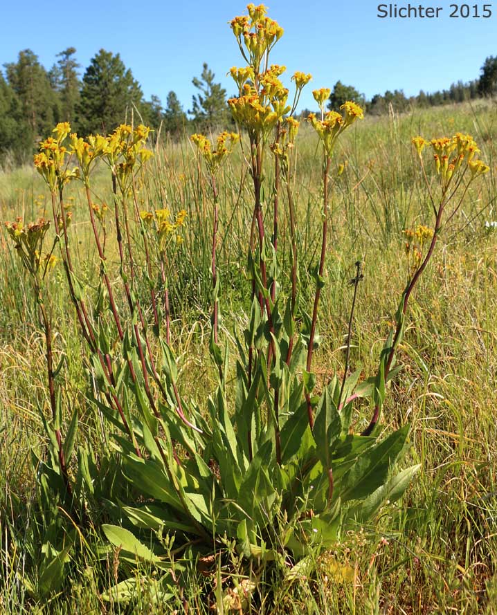Stout Meadow Groundsel, Sweet Marsh Butterweed, Tall Groundsel: Senecio hydrophiloides (Synonyms: Senecio foetidus, Senecio foetidus var. foetidus, Senecio foetidus var. hydrophiloides, Senecio oreganus)