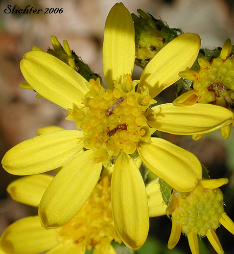 Flower head of Lambstongue Groundsel, Tall Western Groundsel, Western Groundsel: Senecio integerrimus var. exaltatus (Synonyms: Senecio integerrimus var. vaseyi, Senecio vaseyi)