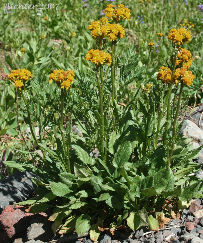 Streambank Butterweed, Falsegold Groundsel: Packera pseudaurea var. pseudaurea (Synonym: Senecio pseudaureus var. pseudaureus) 