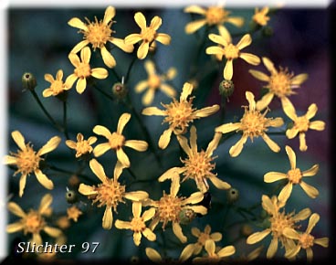 Tall Butterweed, Tall Ragwort, Butterweed Groundsel: Senecio serra var. serra (Synonyms: Senecio andinus, Senecio lanceolatus, Senecio millikenii, Senecio serra var. altior, Senecio solidago)