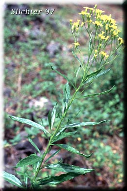 Tall Butterweed, Tall Ragwort, Butterweed Groundsel: Senecio serra var. serra (Synonyms: Senecio andinus, Senecio lanceolatus, Senecio millikenii, Senecio serra var. altior, Senecio solidago)