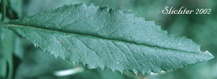 Stem leaf of Tall Butterweed, Tall Ragwort, Butterweed Groundsel: Senecio serra var. serra (Synonyms: Senecio andinus, Senecio lanceolatus, Senecio millikenii, Senecio serra var. altior, Senecio solidago)