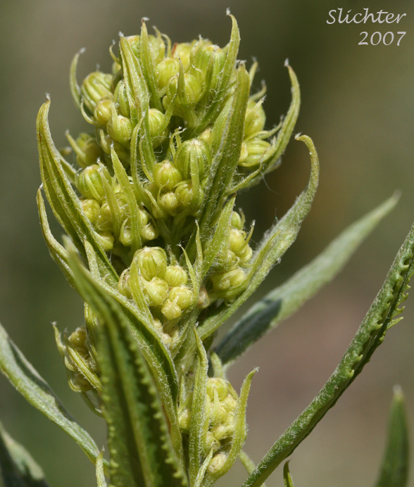 Budding inflorescence of Tall Butterweed, Tall Ragwort, Butterweed Groundsel: Senecio serra var. serra (Synonyms: Senecio andinus, Senecio lanceolatus, Senecio millikenii, Senecio serra var. altior, Senecio solidago)