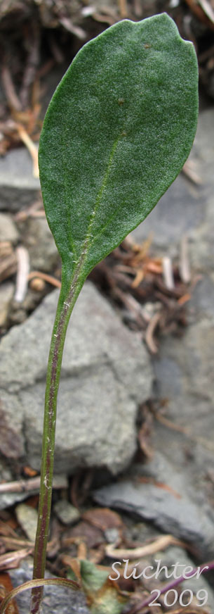 Basal leaf of Rocky Mt. Butterweed: Packera streptanthifolia (Synonyms: Senecio cymbalarioides var. suksdorfii, Senecio leonardii, Senecio streptanthifolius, Senecio streptanthifolius var. laetiflorus, Senecio streptanthifolius var. streptanthifolius, Senecio streptanthifolius var. wallowensis)