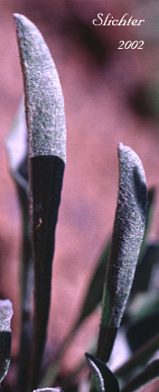 Basal leaves of Woolly Goldenweed, Woolly Mock Goldenweed, Woolly Stenotus: Stenotus lanuginosus var. lanuginosus (Synonyms: Haplopappus lanuginosus, Haplopappus lanuginosus ssp. andersonii, Haplopappus lanuginosus ssp. typicus, Haplopappus lanuginosus var. andersonii, Stenotus andersonii, Stenotus lanuginosus var. andersonii, Stenotus lanuginosus var. lanuginosus)