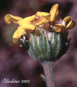 Involucre of Woolly Goldenweed, Woolly Mock Goldenweed, Woolly Stenotus: Stenotus lanuginosus var. lanuginosus (Synonyms: Haplopappus lanuginosus, Haplopappus lanuginosus ssp. andersonii, Haplopappus lanuginosus ssp. typicus, Haplopappus lanuginosus var. andersonii, Stenotus andersonii, Stenotus lanuginosus var. andersonii, Stenotus lanuginosus var. lanuginosus)