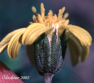 Involucral bracts of Narrowleaf Goldenweed, Narrowleaf Mock Goldenweed: Nestotus stenophyllus (Synonyms: Haplopappus stenophyllus, Stenotus stenophyllus)
