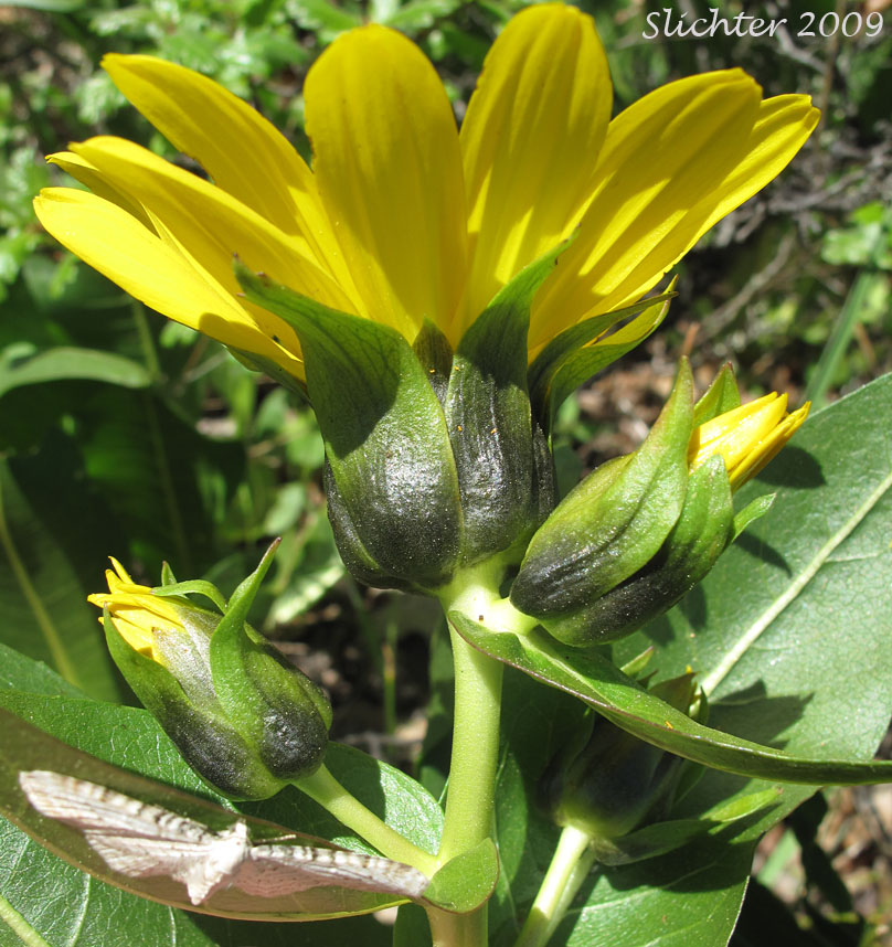 Involucre of Mule's Ears, Northern Mule-ears, Northern Mule's Ears, Northern Wyethia, Smooth Dwarf Sunflower: Wyethia amplexicaulis