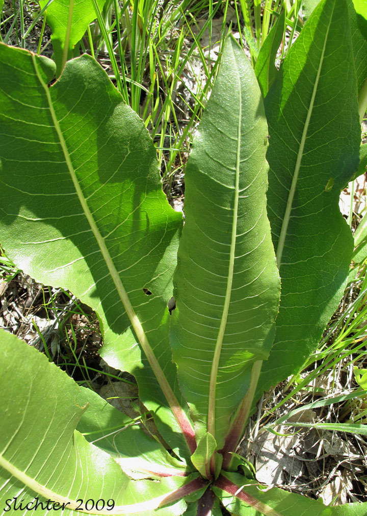 Basal leaves of Mule's Ears, Northern Mule-ears, Northern Mule's Ears, Northern Wyethia, Smooth Dwarf Sunflower: Wyethia amplexicaulis