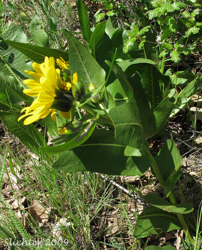 Mule's Ears, Northern Mule-ears, Northern Mule's Ears, Northern Wyethia, Smooth Dwarf Sunflower: Wyethia amplexicaulis