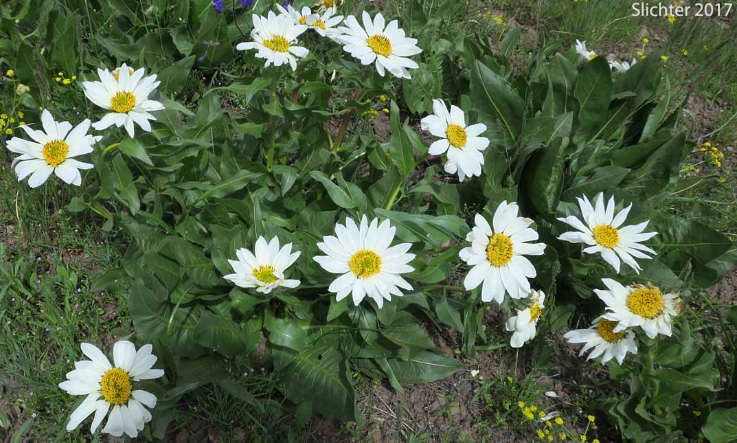 Rough Dwarf Sunflower, White-headed Wyethia, White-rayed Wyethia: Wyethia helianthoides