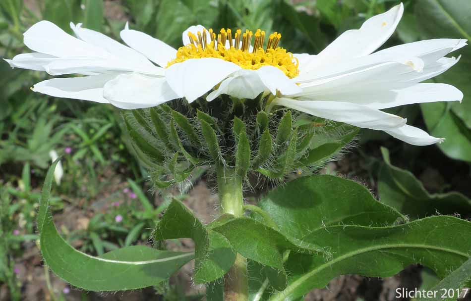  Rough Dwarf Sunflower, White-headed Wyethia, White-rayed Wyethia: Wyethia helianthoides
