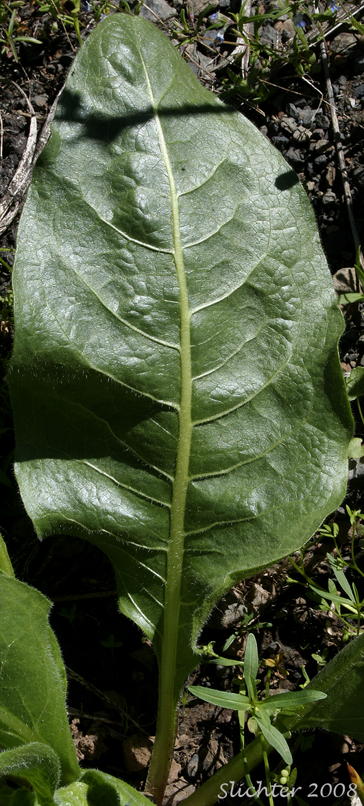 Basal leaf of Rough Dwarf Sunflower, White-headed Wyethia, White-rayed Wyethia: Wyethia helianthoides