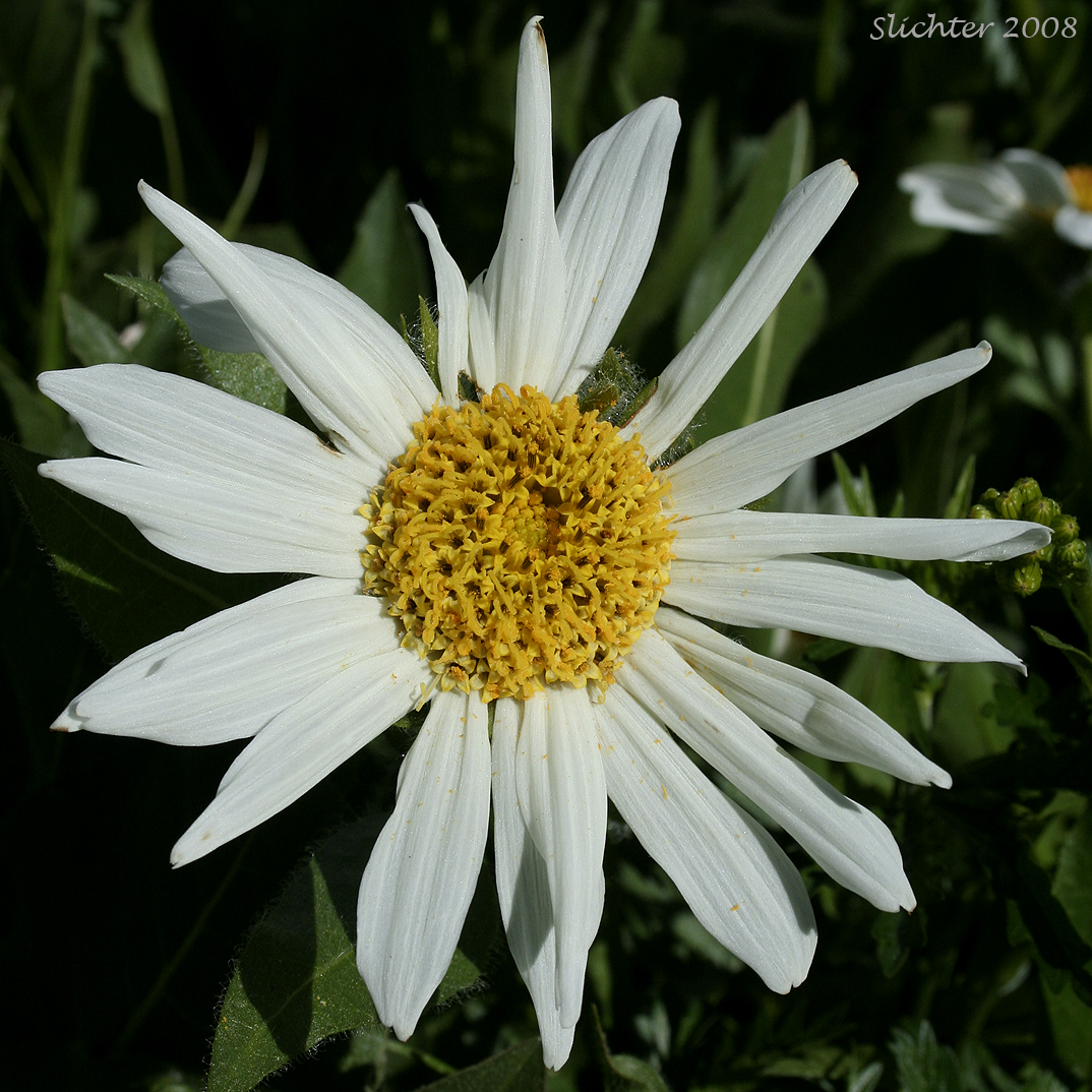 Flower head of Rough Dwarf Sunflower, White-headed Wyethia, White-rayed Wyethia: Wyethia helianthoides