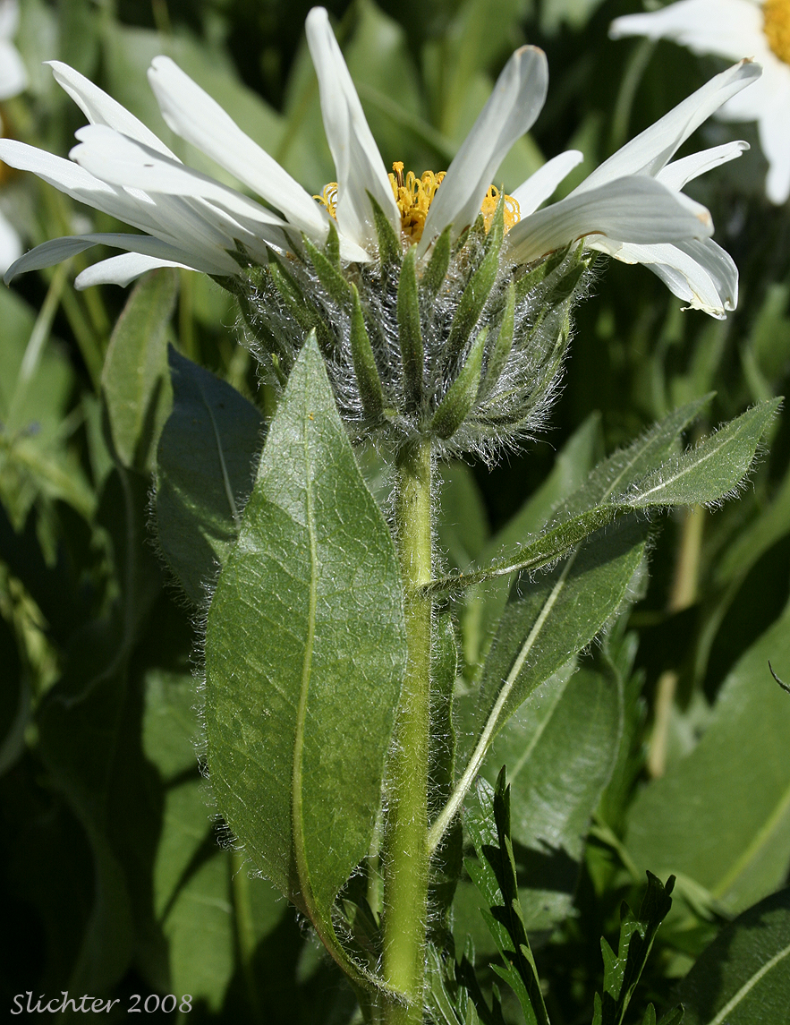 Involucre of Rough Dwarf Sunflower, White-headed Wyethia, White-rayed Wyethia: Wyethia helianthoides