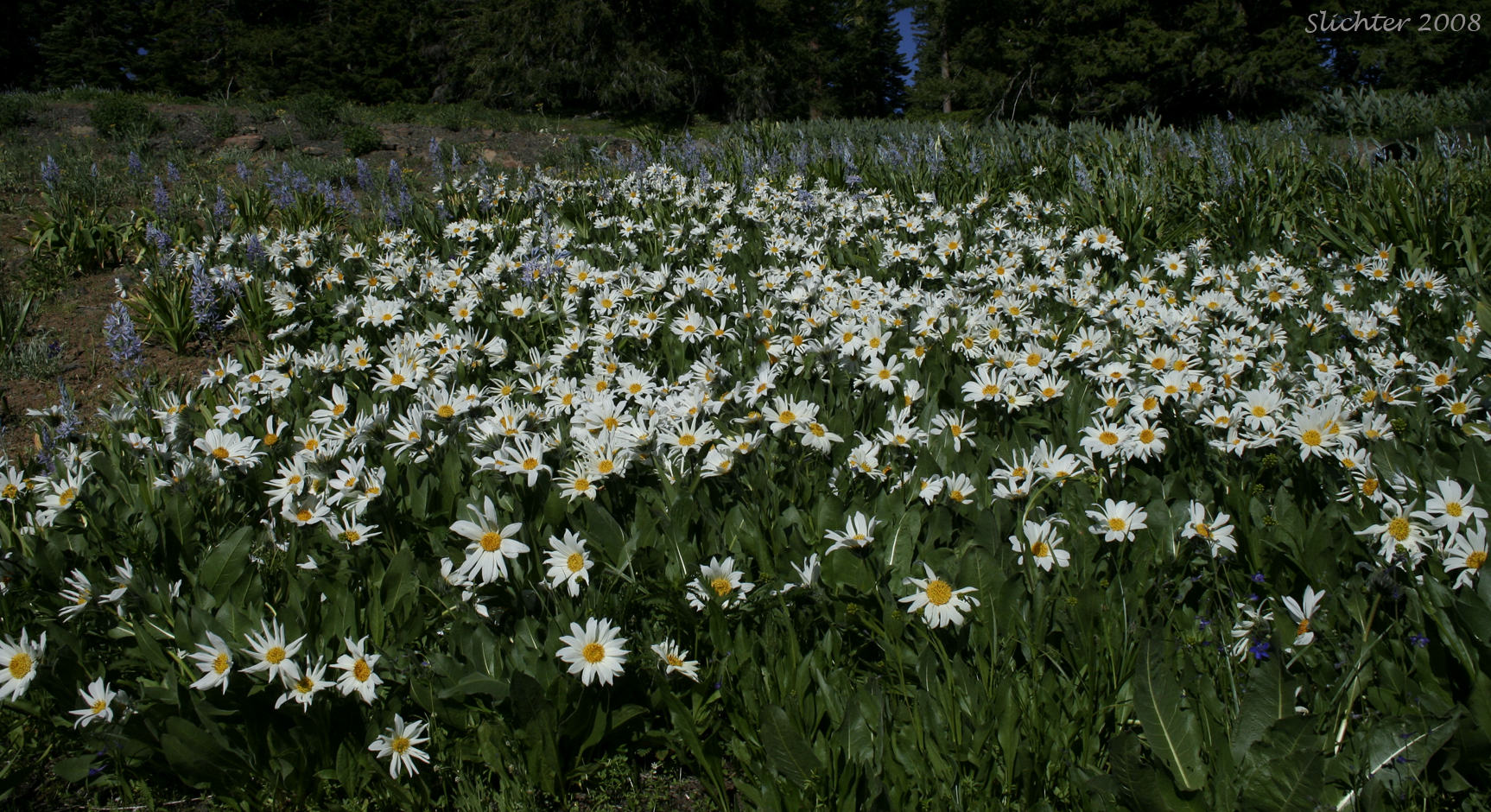 Flower-filled slope of Rough Dwarf Sunflower, White-headed Wyethia, White-rayed Wyethia: Wyethia helianthoides