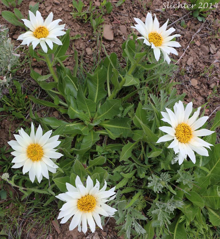 Rough Dwarf Sunflower, White-headed Wyethia, White-rayed Wyethia: Wyethia helianthoides
