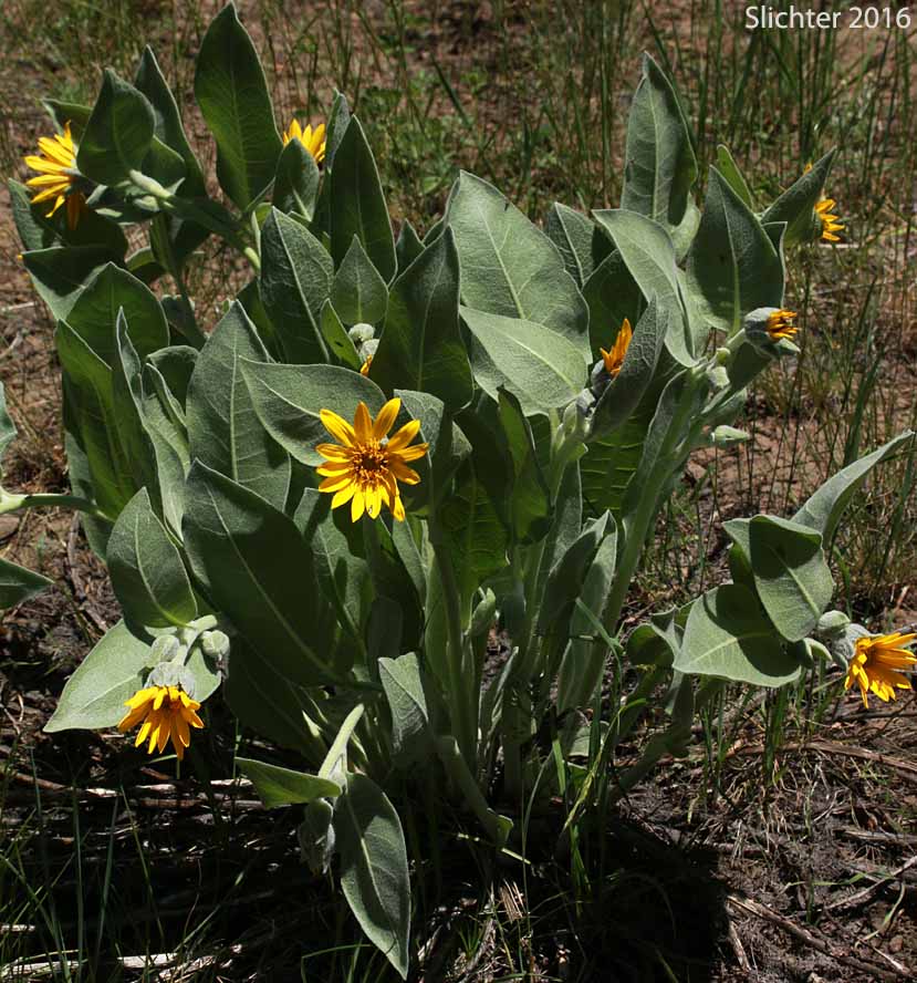 Mountain Mule's Ears, Rough Dwarf Sunflower, Woolly Dwarf Mule's Ears, Woolly Mule's Ears: Wyethia mollis
